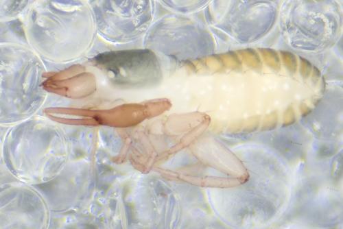 Ephippiochthonius sp.